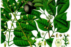 Plant-Illustration-of-Galip-nut