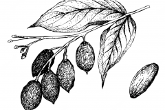 Sketch-of-Galip-nut