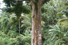 Trunk-of-Galip-nut