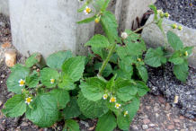 Gallant-Soldier-plant