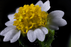 Closer-view-of-flower-of-Gallant-Soldier