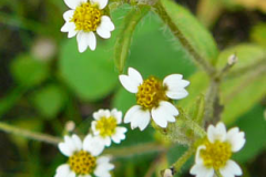 Flower-of-Gallant-Soldier