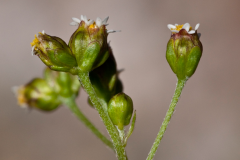 Flowering-buds-of-Gallant-Soldier