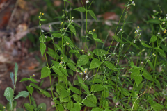 Gallant-Soldier-plant-growing-wild