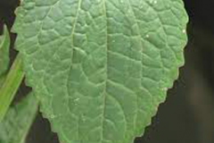 Leaves-of-Gallant-Soldier