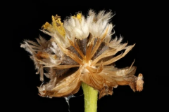 Mature-fruithead-of-Gallant-Soldier