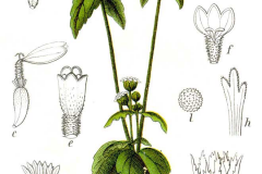 Plant-Illustration-of-Gallant-Soldier