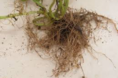 Root-of-Gallant-Soldier