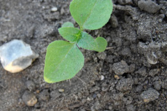 Sapling-of-Gallant-Soldier