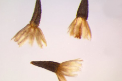 Seeds-of-Gallant-Soldier
