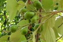 Gamhar--Bhadraparni