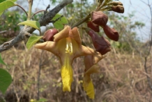 Gamhar--Goomar-teak