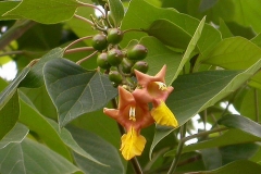 Gamhar--Beechwood