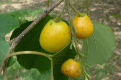 Gamhar--Candahar-tree