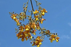 Gamhar--Kashmari
