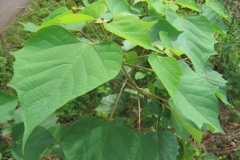 Gamhar--Kashmir-tree