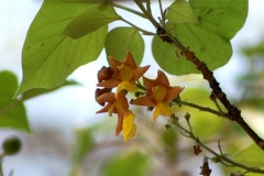 Gamhar--Malay-beechwood