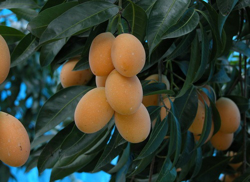Gandaria-fruit-ripened