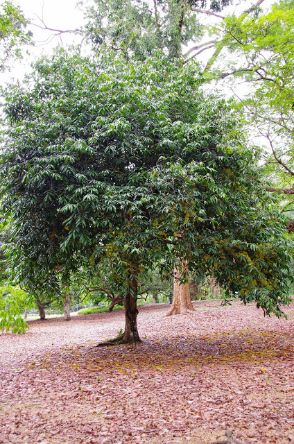 Gandaria-tree