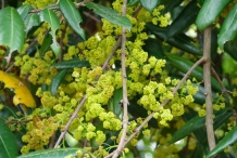 Gandaria-flowers