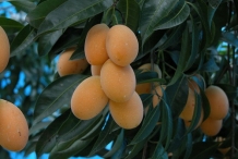 Gandaria-fruit-ripened