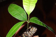 Gandaria-seedlings