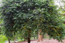 Gandaria-tree