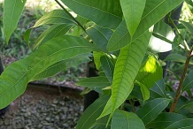 Leaves-of-Gandaria
