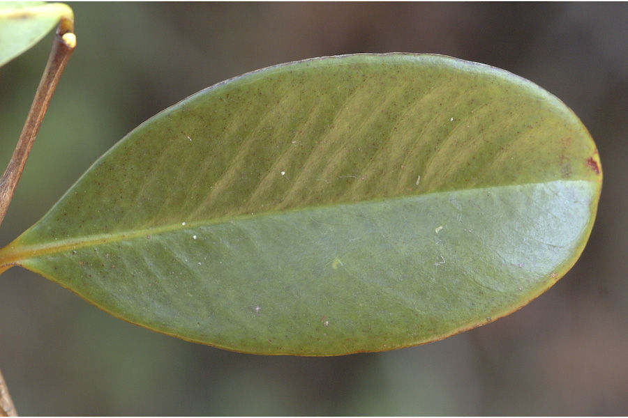 Close-view-of-leaf