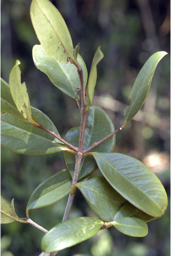 Garcinia-cambogia-leaves
