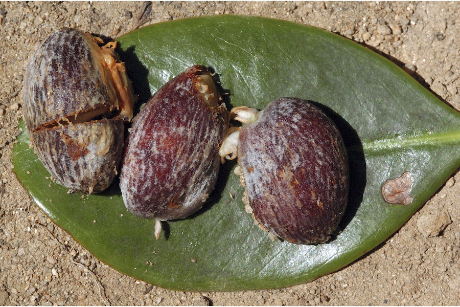 Garcinia-cambogia-seeds