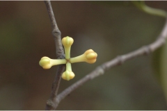Flower-buds-of-Garcinia-cambogia