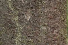 Garcinia-cambogia-bark