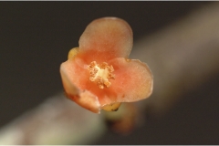 Garcinia-cambogia-flower