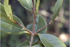 Garcinia-cambogia-leaves