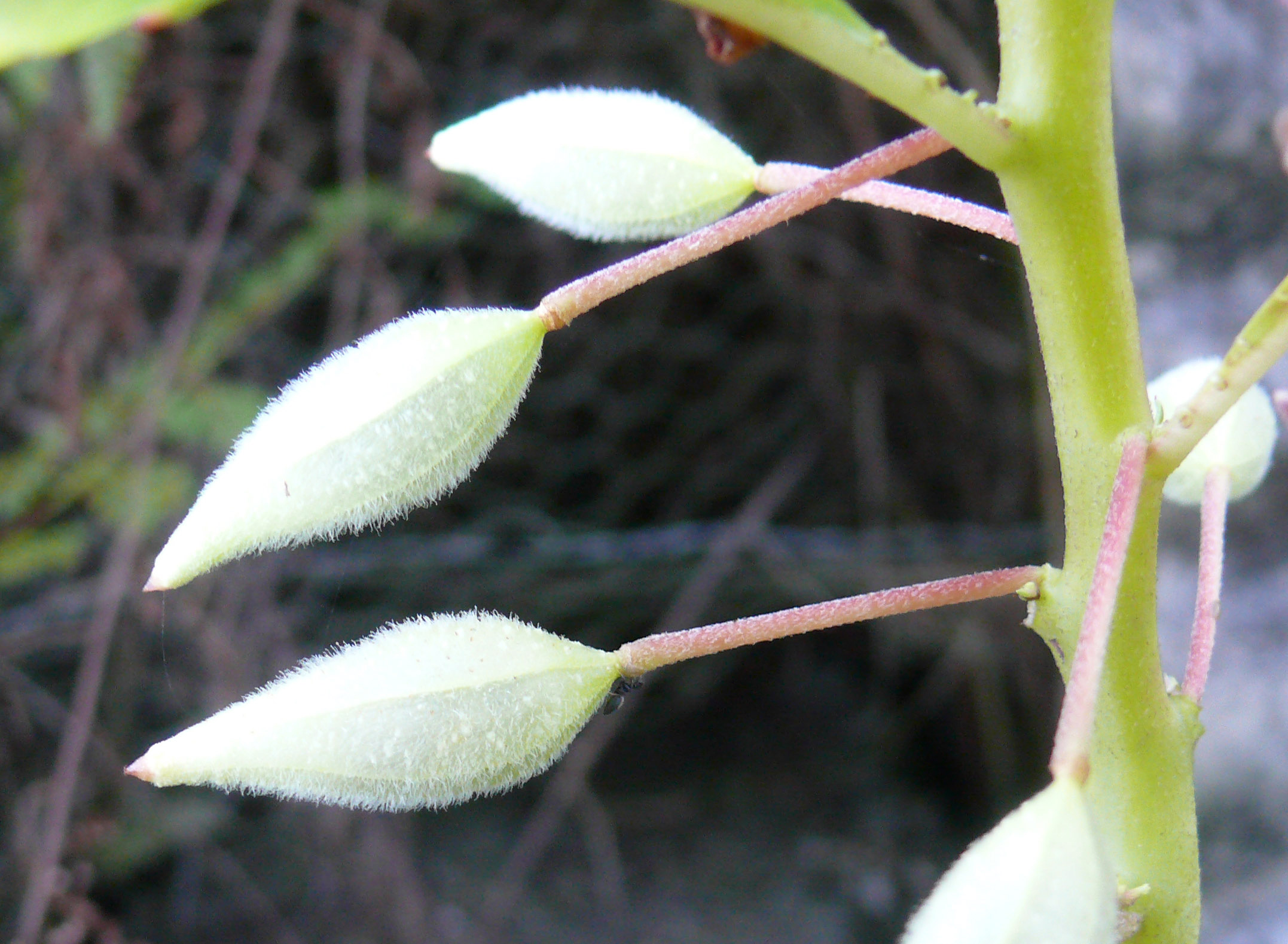 Seed-pod-of-Garden-Balsam