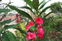 Garden-Balsam-flower