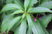 Garden-Balsam-leaves