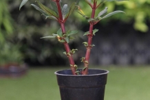 Garden-Balsam-plant