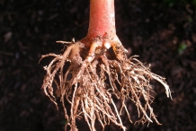Garden-Balsam-root