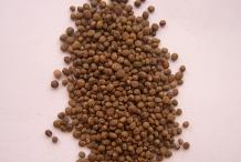 Garden-Balsam-seeds
