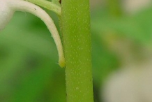 Garden-Balsam-stem