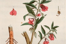 Illustration-of-Garden-Balsam