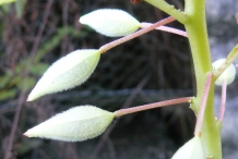 Seed-pod-of-Garden-Balsam