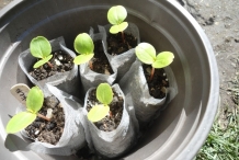 Seedlings-of-Garden-Balsam