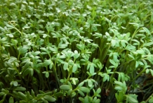 Garden-cress-leaves