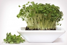 Garden-cress-plant