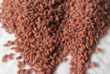Seeds-of-Garden-cress