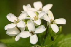 Closer-view-of-flower-of-Garlic-Mustard