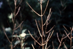 Dried-fruits-of-Garlic-Mustard